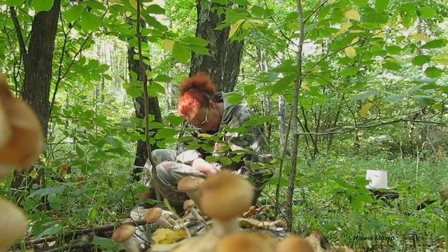 Опята осенние. Полезные и лечебные свойства опят. Opyat Autumn.