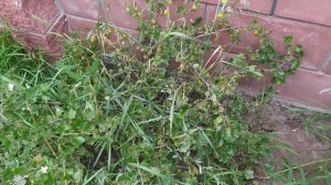 Собираем урожай крыжовника. Высокорослый Черный негус, Малахит и неизвестный сорт.