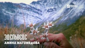 Амина Магомедова - Эдельвейс | DAGESTAN MUSIC