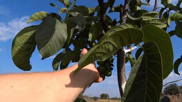 Грецкий орех на вашем участке? 2 тайны сорта при выборе !