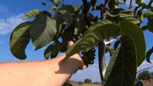 Грецкий орех на вашем участке? 2 тайны сорта при выборе !