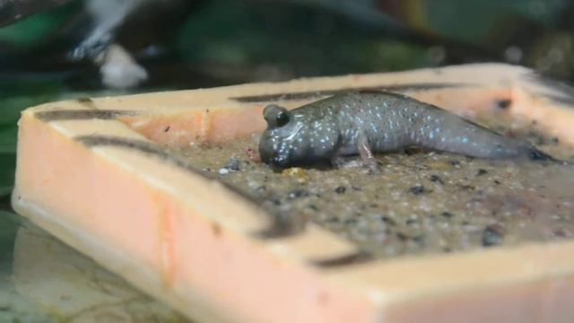 Карликовый индийский илистый прыгун (Periophthalmus novemradiatus) смотреть онлайн