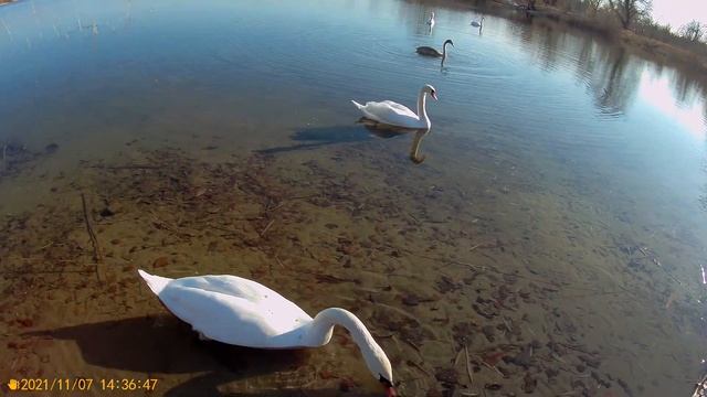 07.11.2021г. г.Северодонецк. Лебеди на Чистом озере. смотреть онлайн