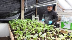 Все этапы выгонки королевской пеларгонии. королевская пеларгония формируем охлаждаем пересаживаем.