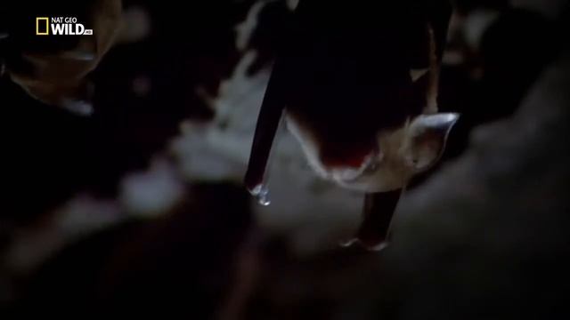 Природа Индокитая | Дикий Вьетнам смотреть онлайн