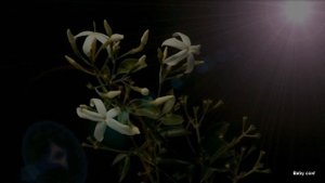 Музыка для души (Цветы распускаются под приятную музыку) !!!Flowers bloom to beautiful music