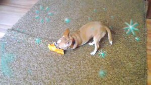 Мини Чихуахуа играется. Весёлая и смешная собака  Mini Chihuahua played.mp4