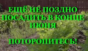 ЕЩЁ НЕ ПОЗДНО ПОСАДИТЬ В КОНЦЕ ИЮНЯ