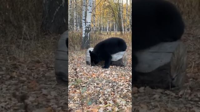 МЕДВЕЖОНОК ИСКАЛ ЯГОДЫ В ЛЕСУ, А ЯГОДЫ ДОМА смотреть онлайн