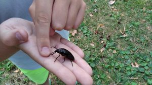 Что это за чудо - дровосек -титан? Из Южной Америки прямо в центральную полосу России