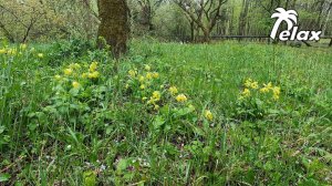 First Spring Rain and Sounds of Spring Nature