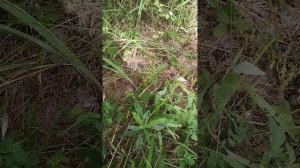 Гадюки и медянка (поляна змей).