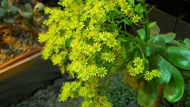 Кактус комнатное растение смотреть онлайн