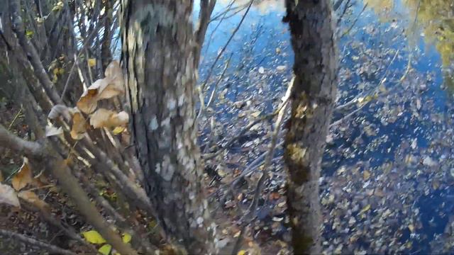 охота на утку 14.10.2018 г. смотреть онлайн