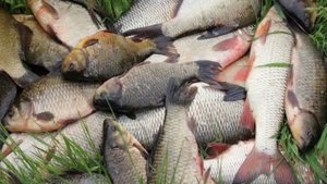 активатор клева сухая кровь