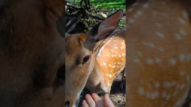 кормим Оленей смотреть онлайн