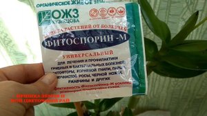 Антракноз у орхидей, как с ним бороться?