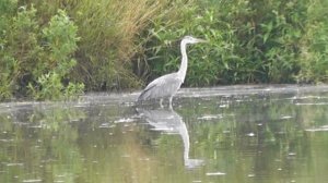 Цапля Серая