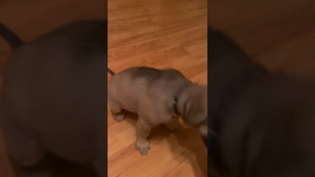 Метис Хаски и Овчарки. Играем смотреть онлайн