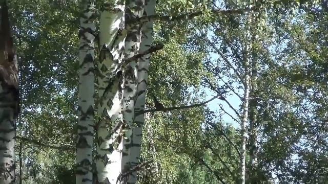 ? Рябчик Как живет Зимой Весной Летой Осенью Птица Охота Тайга Лес Природа Выживание рябчика Тетере