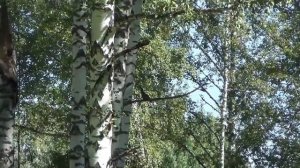 ? Рябчик Как живет Зимой Весной Летой Осенью Птица Охота Тайга Лес Природа Выживание рябчика Тетере