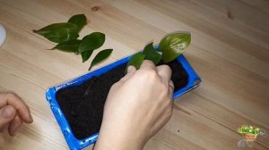 Замиокулькас.Размножение листом