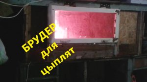 Брудер для цыплят своими руками
