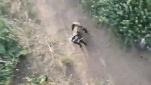 РЕДКИЙ ХОРЕК НАПАДАЕТ (КРАСНАЯ КНИГА)