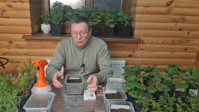 Зачем сеять петунию в декабре