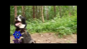 эко-лэнд "Чукавино"