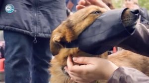 Волонтёры: Им не всё равно.