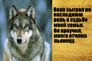 Волк сыграл не последнюю роль  в судьбе моей семьи. Интересные истории про животных.