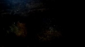 самка нутрии  2 недели до родов