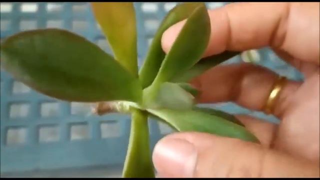 KONDISI SETELAH 14 HARI SUKULEN TANAMAN HIAS DI ANGIN-ANGINKAN смотреть онлайн