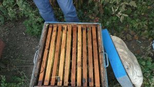 ПЧЕЛЫ ОСЕНЬЮ сохраняют РАСПЛОД. Защита от ос.