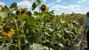 Подсолнечник по Евролайтингу