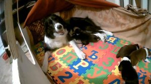 Щенки бордер колли / Border collie puppies live