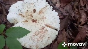 ❗ГРИБЫ В ЗАТЕРЯННОМ ЛЕСУ❗