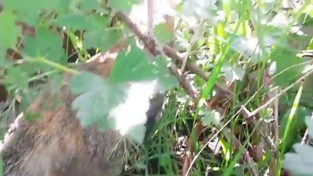 Sasha Spilberg И RUDENKO?Новое видео?Моя кошка Бусяша? смотреть онлайн