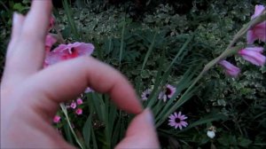 ✿❀#VEDA DAY 27 My beautiful pink gladiolus flowers❀✿