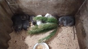 Нутрии. Разведение