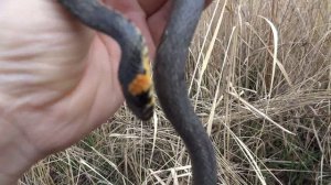 Уж natrix natrix вылез погреться 29 февраля