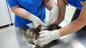 Первая прививка у малышей