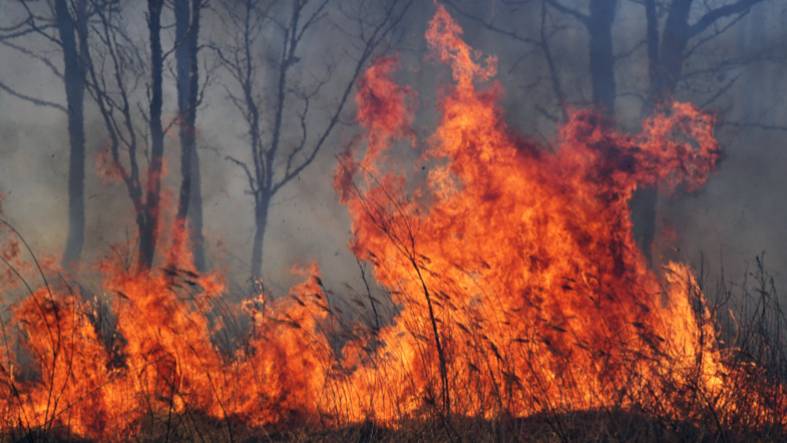 В Бурятии из-за лесных пожаров введен режим ЧС