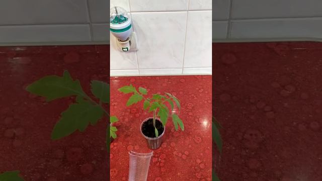 Как правильно выращивать рассаду.Помидор.
