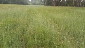 Про аэрацию покоса. Козлятник. Подсев тимофеевки с клевером.