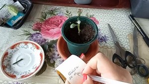 Прививаем Цитрусы-2 часть. Испытываю прививочную ленту. Прививка в расщеп. Прививка на тонкий подво