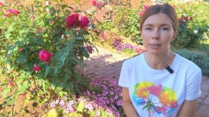 НАДО ЛИ УКРЫВАТЬ РОЗЫ НА ЗИМУ? Обрезка роз перед укрытием, нужна ли она?
