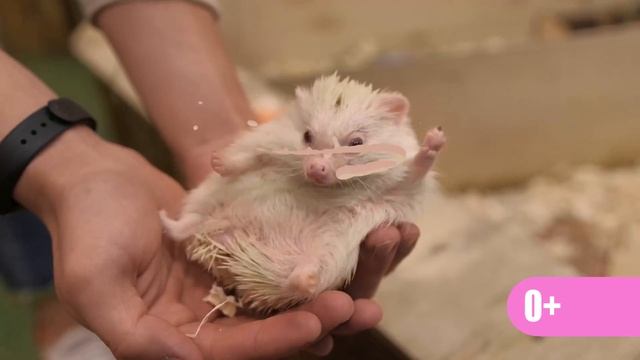 Арлекин для Малышей смотреть онлайн