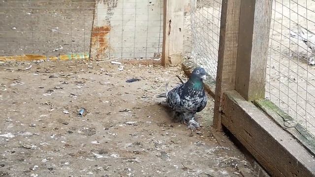 про чубатых широкохвостые голуби в гостях смотреть онлайн